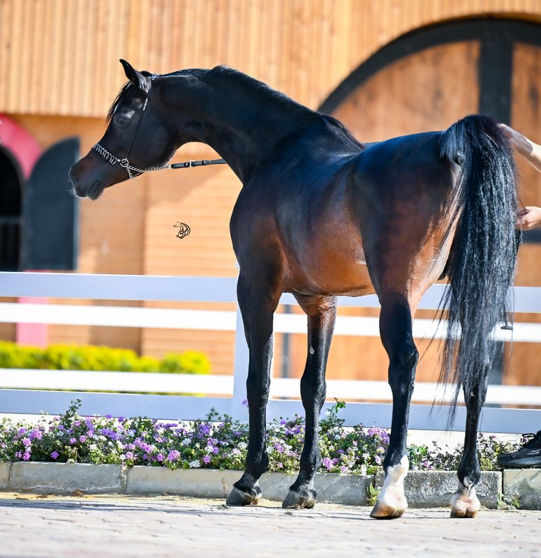 A near-black Arabian stallion stood square on the yard, mane and tail long, with the timber stable range and a planted border behind.