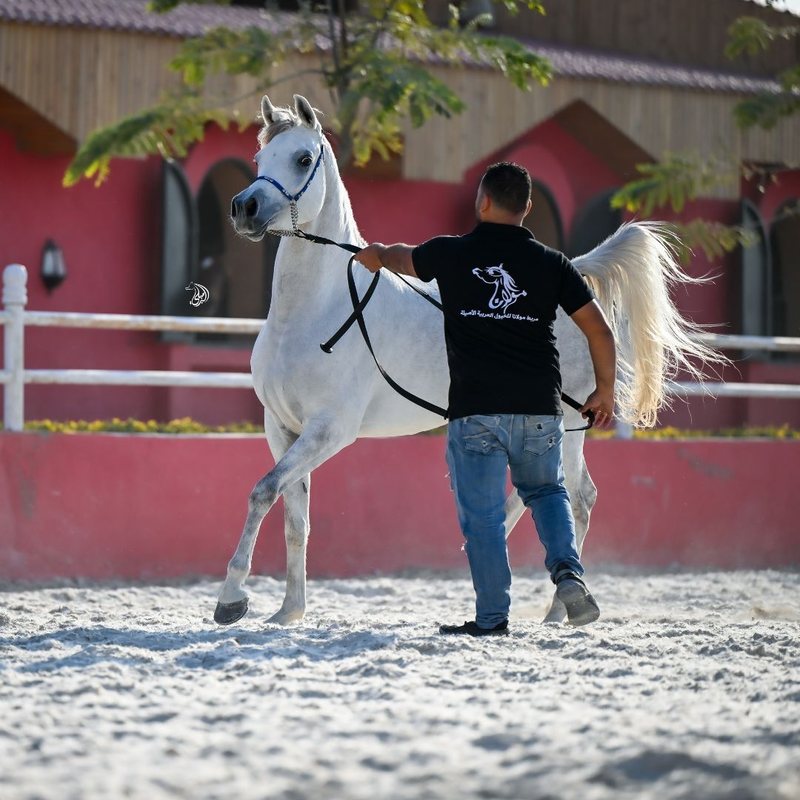 A grey Arabian worked on a long rein in the sand arena, handler alongside, the burgundy wall and white rail behind.