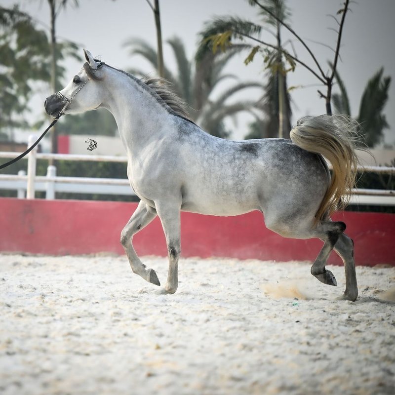 A dapple grey Arabian trotting through deep sand, palms and greenery behind.