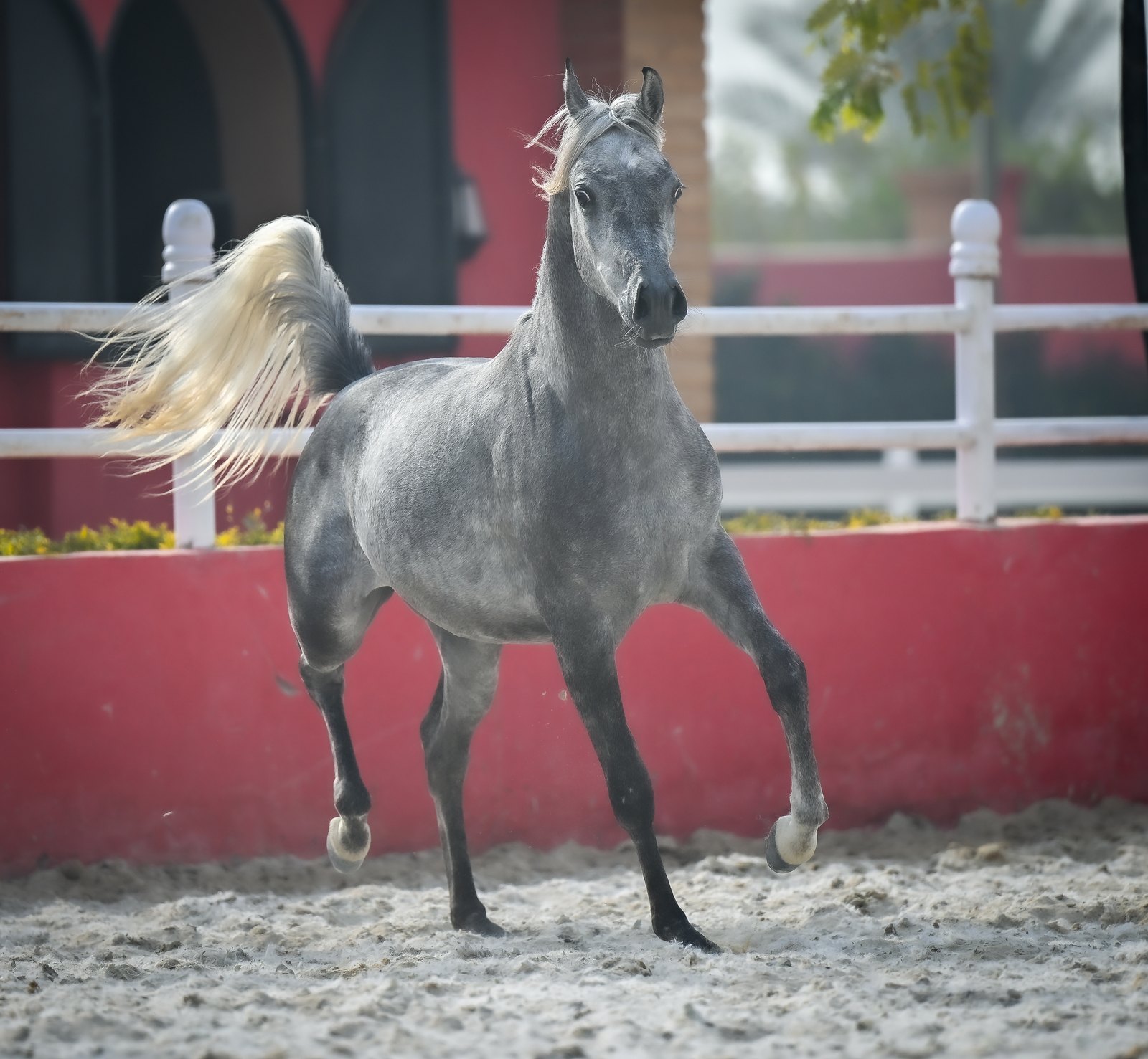 A dapple grey Arabian trotting at liberty in the sand arena, tail carried high, with the burgundy wall and arched stable range behind.