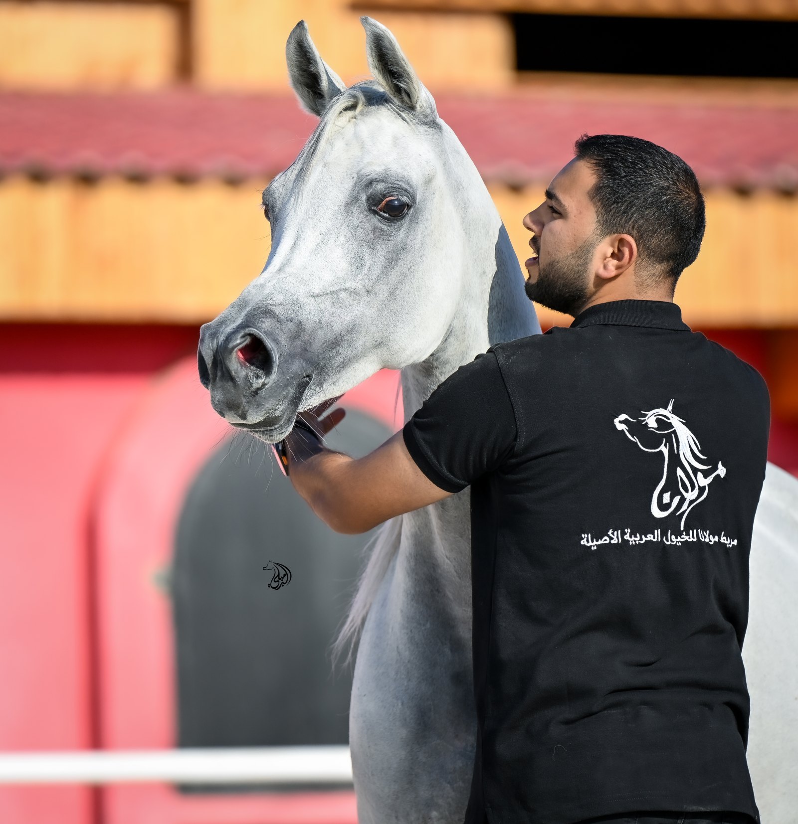 A handler in a black Maulana Stud polo shirt stands close to a grey Arabian, one hand at its muzzle, the horse's head raised and alert.