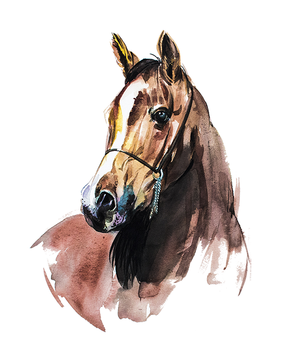 Watercolour study of an Arabian horse's head in warm browns, wearing a fine rope halter.